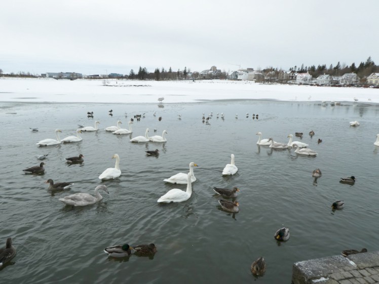 The Tjornin, Reykjavik's City Pond, which is mostly frozen but with an abundance of wildfowl in the liquid part. This pond was here back when Reykjavik was founded.
