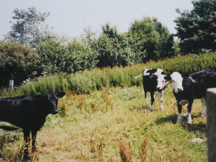 Calves in a field