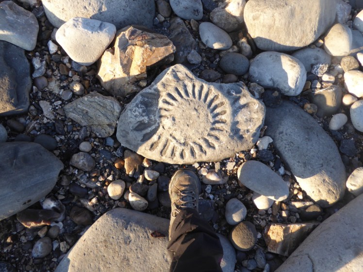 Large ammonite on Lyme Regis beach