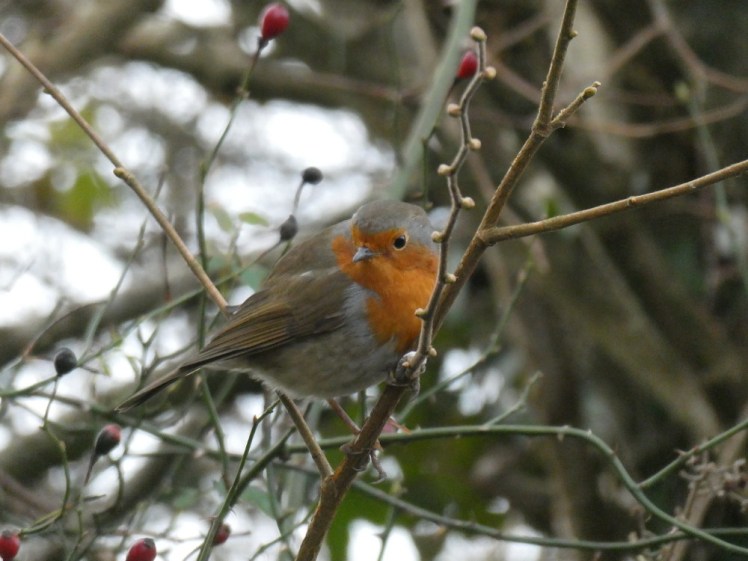 A round robin lurking in a tree along the path
