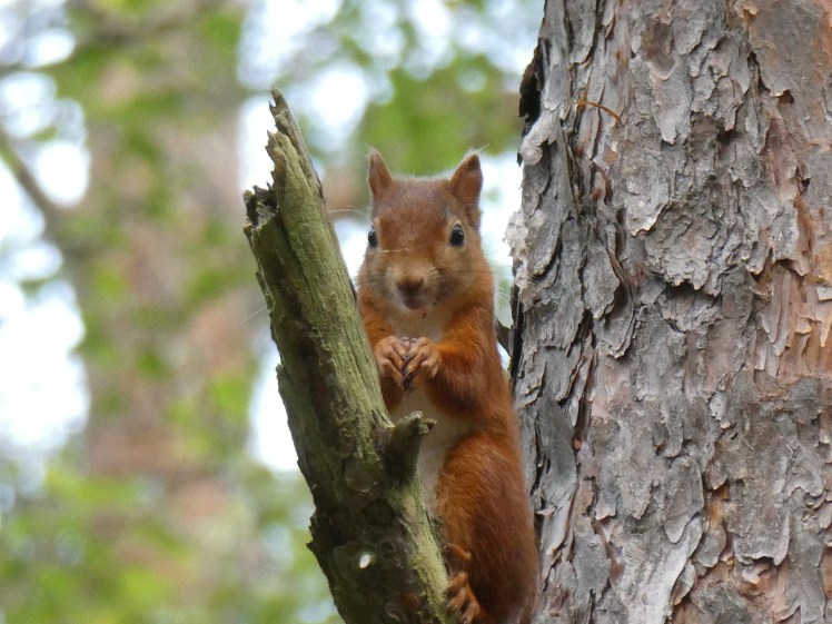 A last red squirrel perched on a broken branch.