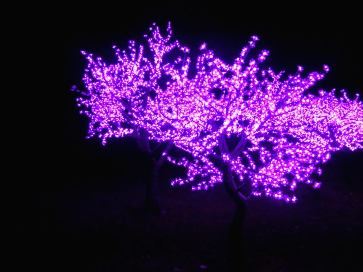 Purple-pink blossoms of light