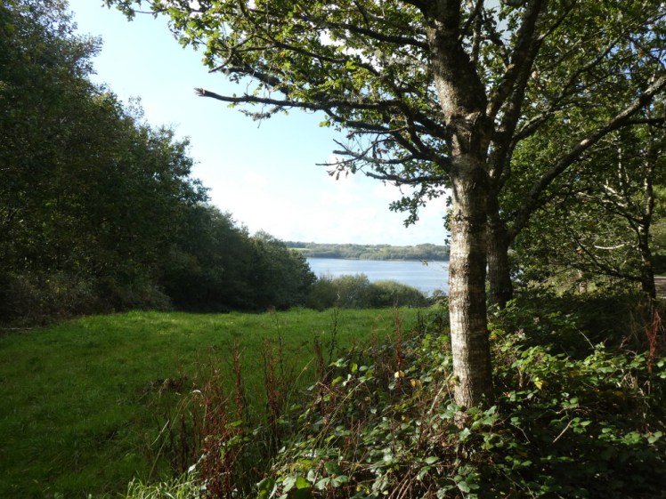 Roadford Lake visible through the trees