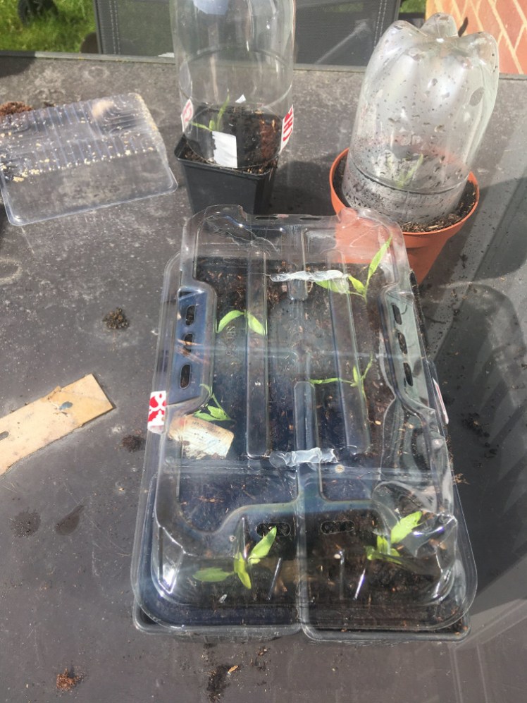 Last year's peppers in their makeshift greenhouses