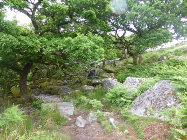 Wistman's Wood on Dartmoor, a native British "rainforest". The ground is incredibly uneven anyway; it's also overun with boulders, ferns, roots and all sorts of trip hazards.