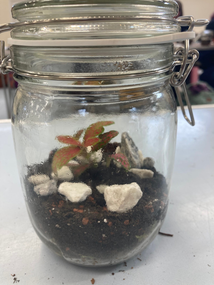 My finished terrarium, blurry because I've just misted it with water on the inside. It's a 1 litre jar filled with gravel, moss and soil, with a pink and green plant in there and decorated with white stones.