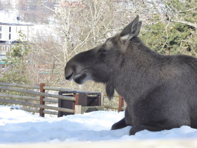 Moose at Skansen