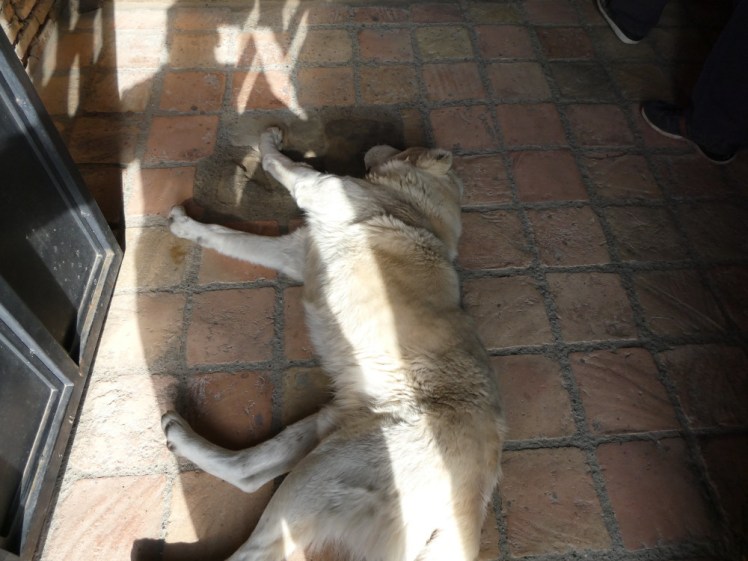 A golden-white dog lying in the sun on the brown tiles in the entrance to the 9th century church.