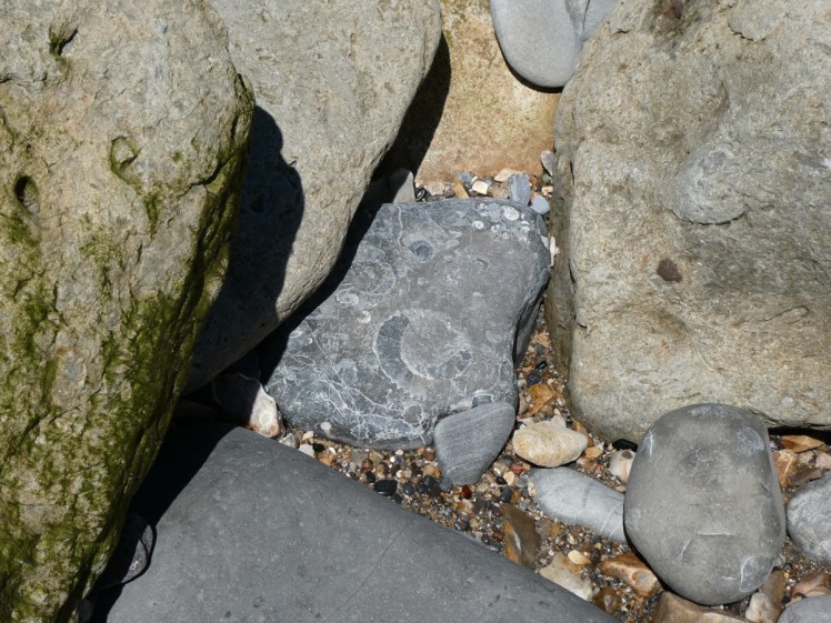 Ammonite fossils in a rock on Charmouth west beach