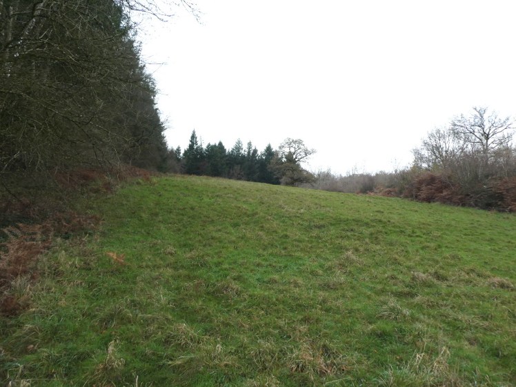 The bare patch in the woodland