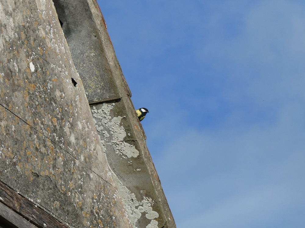 Great tit at Fiddleford Mill