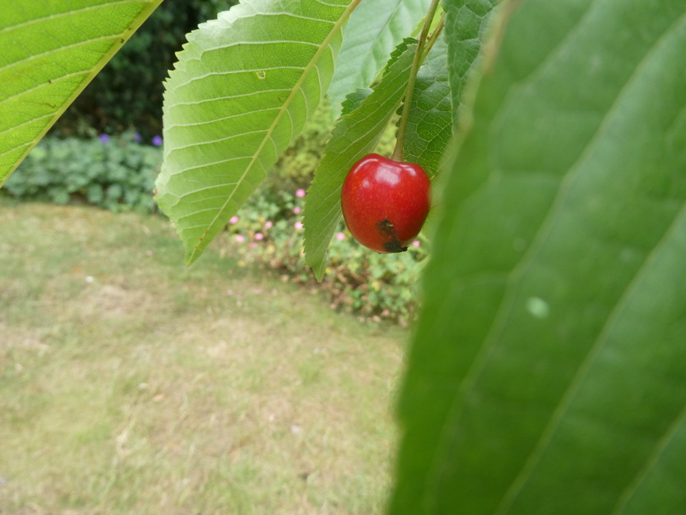 A single cherry, more bright red than dark cherry red, hanging from the cherry tree.