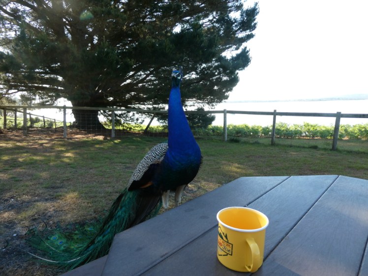 A peacock at the breakfast table