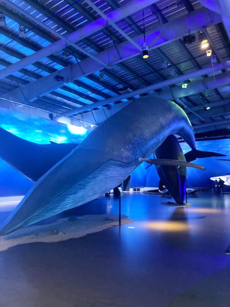 A blue whale, posed in a huge curve, as if it's mid-leap. The effect is spoiled somewhat by the fact that its snout is almost touching a concrete floor. Again, the lighting is very blue.