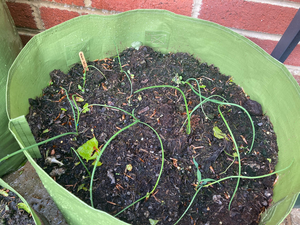 Very young and small red onions in a patio planter