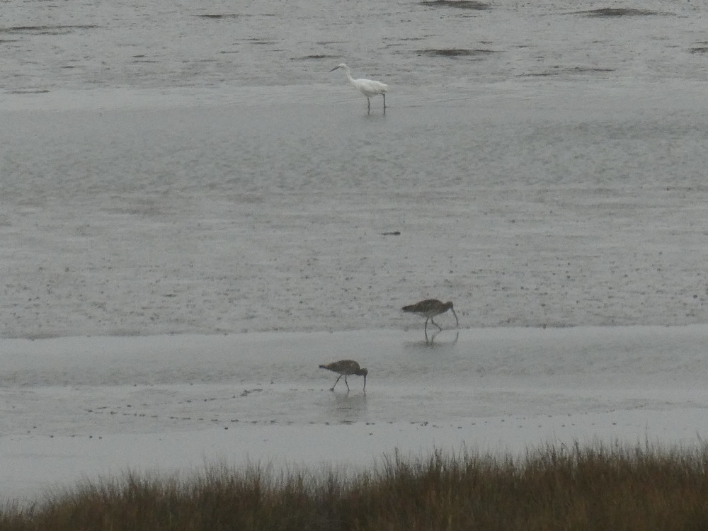 Curlew and an egret, a tall white heron-like bird up to its knees in the water.