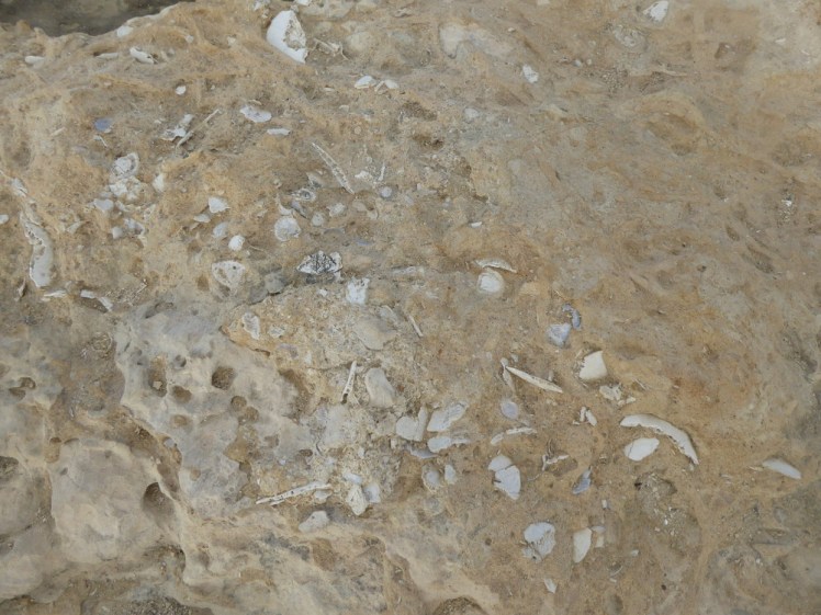 Limestone full of shells at Dwejra