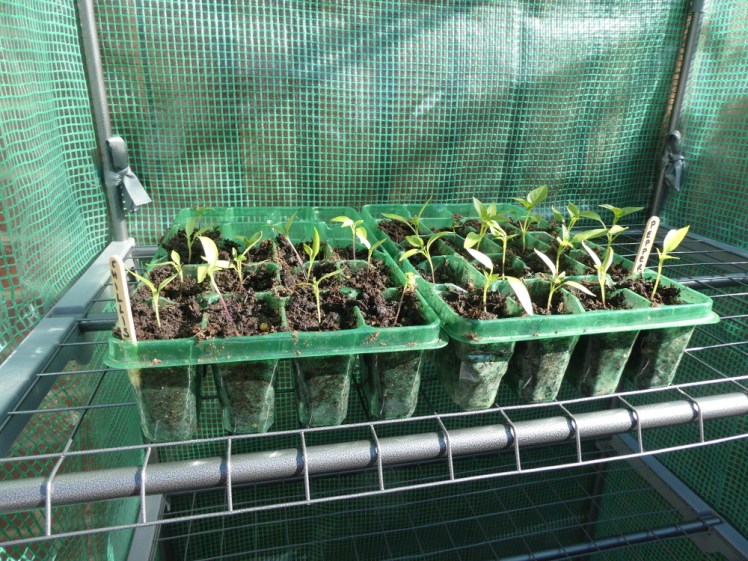 This year's peppers & chillis in their junior pots