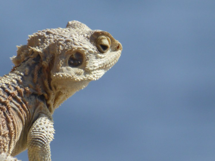 Sling-tailed agama