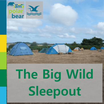 The Big Wild Sleepout | iamapolarbear.com
