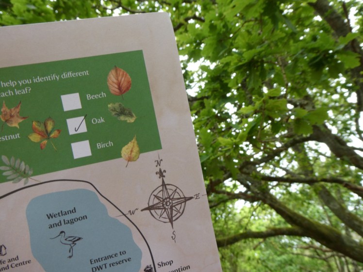 My Beaver Explore badge leaflet held up against a tree. There are tick boxes for various trees in the top corner and the oak one is ticked.