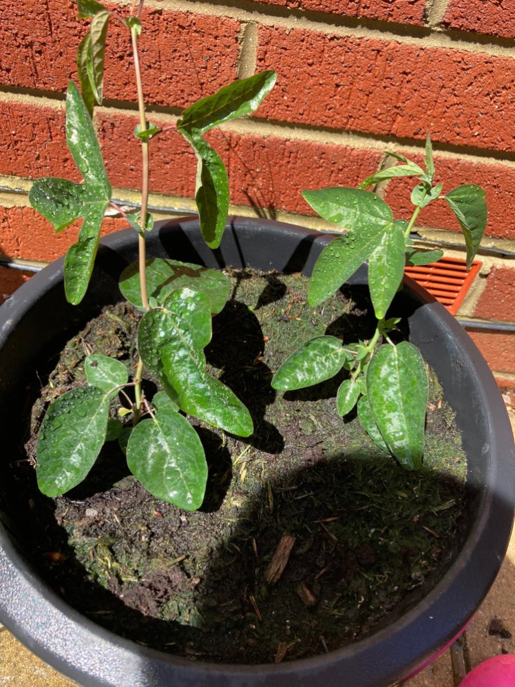 The passion flowers when I realised they were going to survive - two sturdy little plants with glossy darkish green leaves.