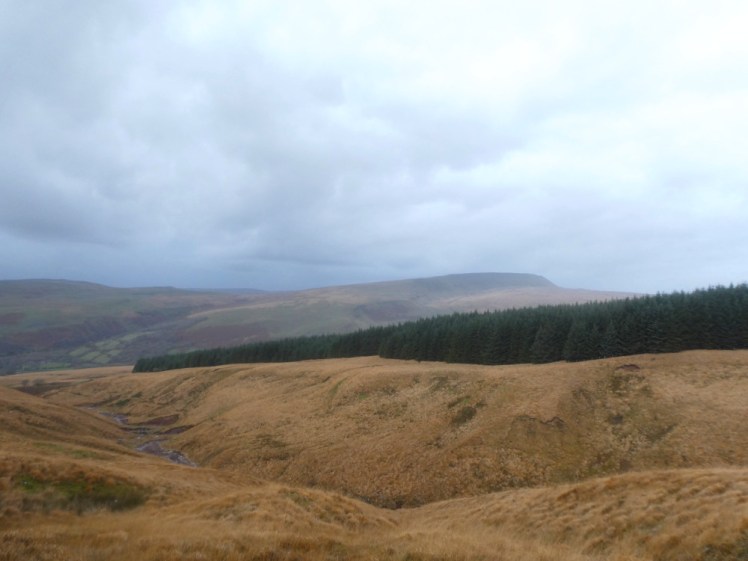 Looking across to Fan Brycheiniog, a mountain with a great ridge on top of it. In the foreground are low rolling hills of brown grass and a patch of thick pine forest.