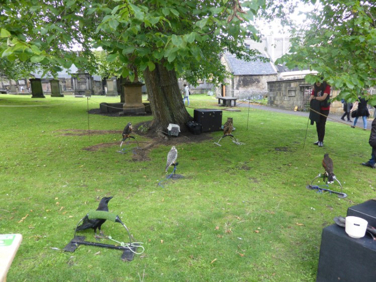 Birds of prey in Greyfriars Kirkyard