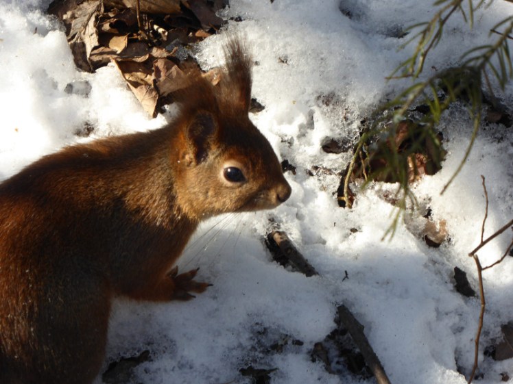 Red squirrel in Stockholm