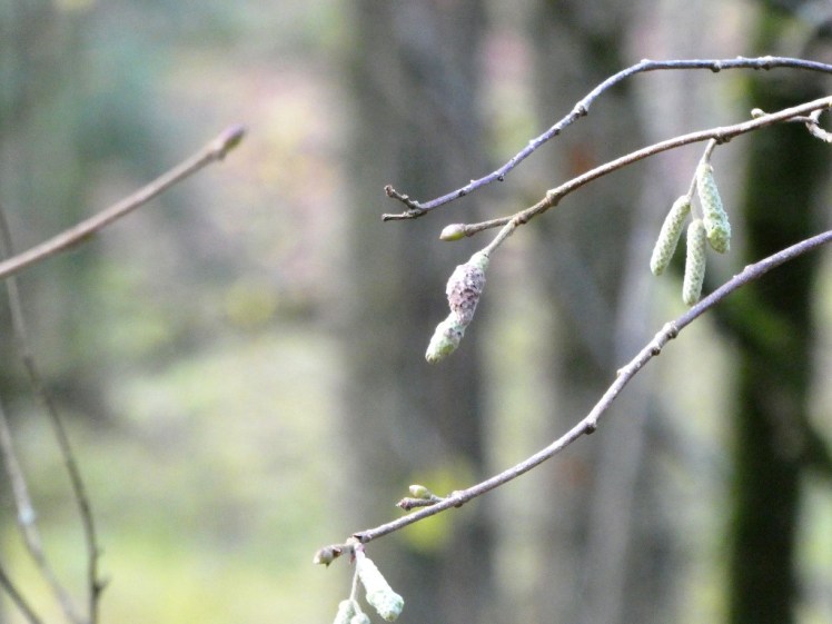 Tiny hazel catkins