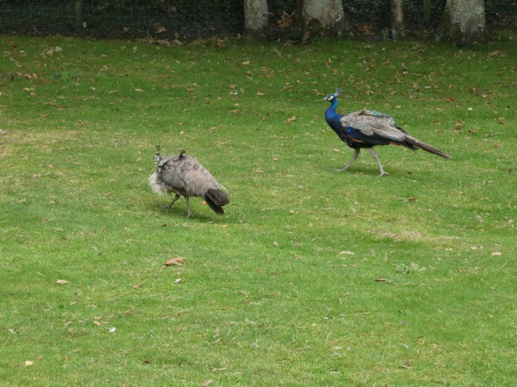 Tailless autumn peacocks