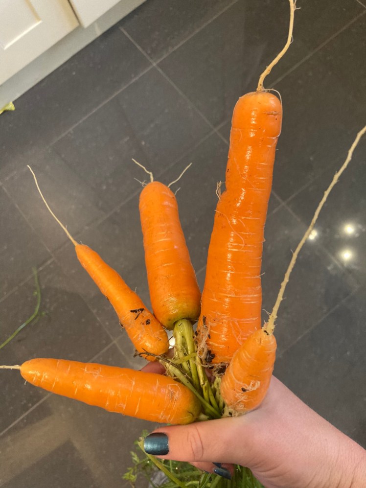 A handful of fresh carrots, so freshly-picked that there's still dirt clinging to them. You can't see how long the leaves are but they're long.