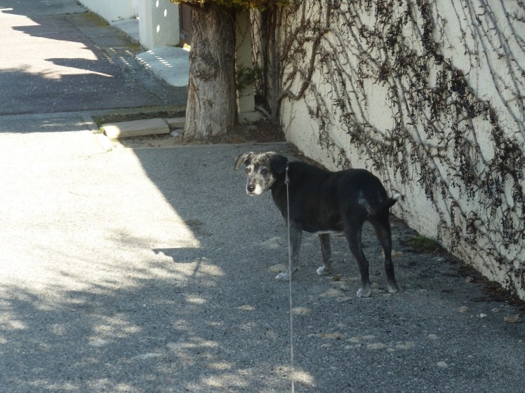 The dog out for a walk