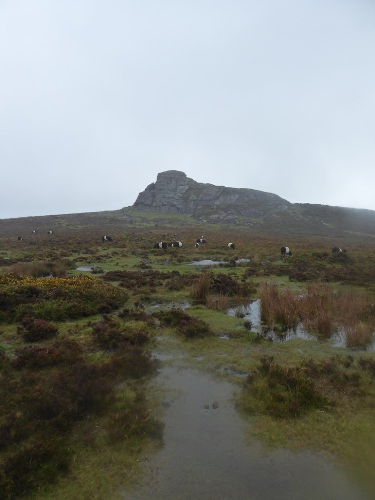 A lovely vista of bog and stripy Belted Galloway cattle in the mist with Haytor Rocks rising up behind it all