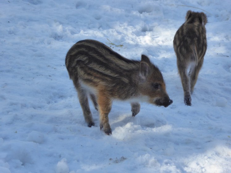 Wild boar piglets at Skansen