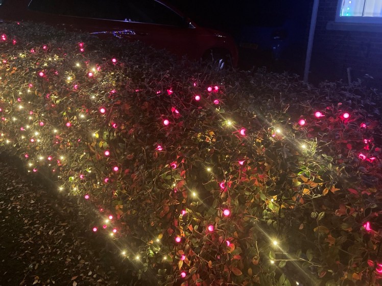 Christmas lights in the hedge