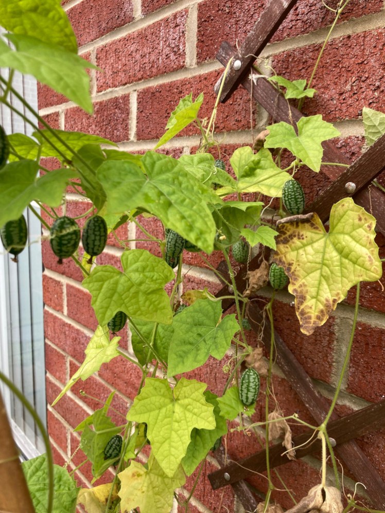 Last year's cucamelons. Yellowing leaves climb a trellis and many miniature watermelons dangle from it. (They're not watermelons but they look like them, except they're tiny.)