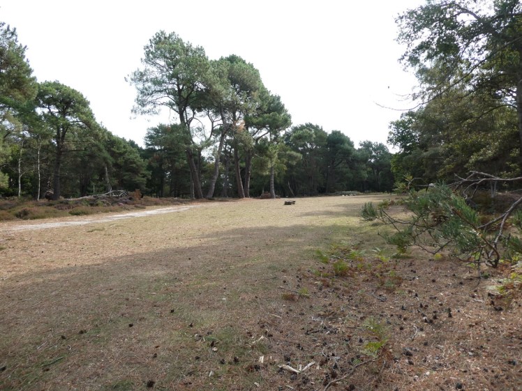 The steps up from the beach into the pine forest