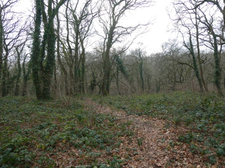 The small windy path into the wood