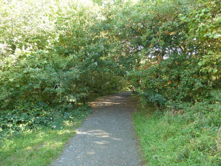 Woodland path