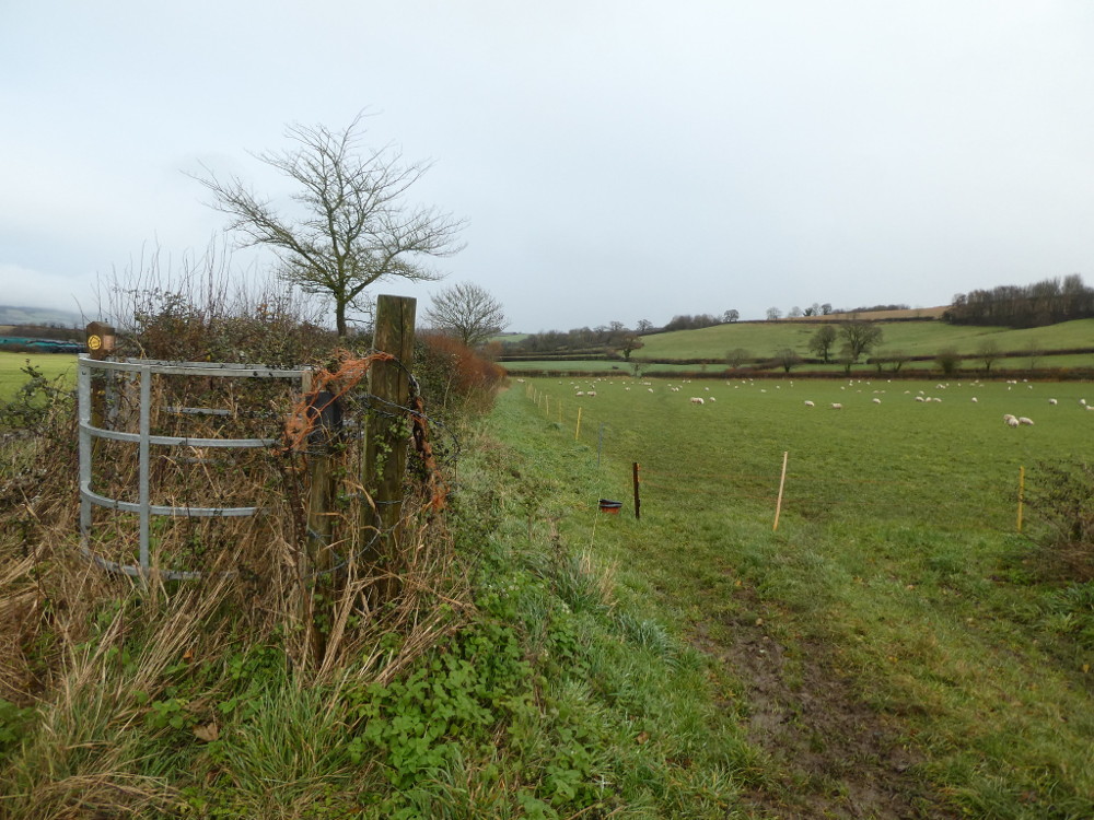 Deciding which way to go into the sheep field