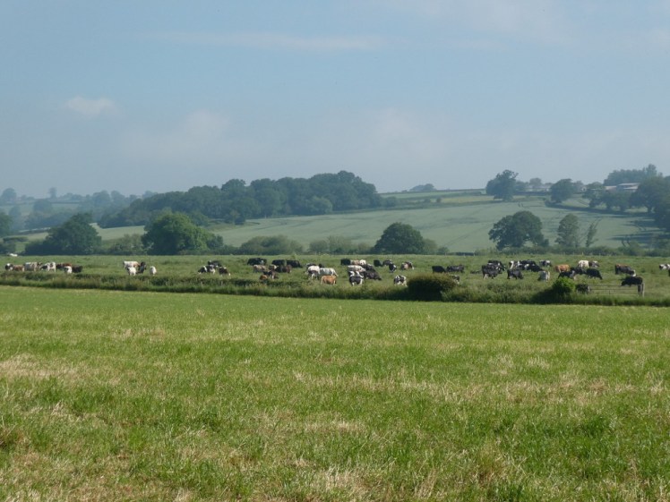 Enjoying the great outdoors and the cow field
