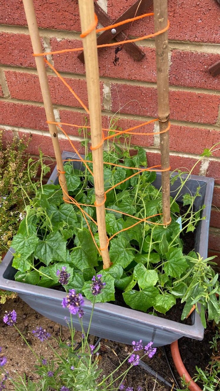My cucamelon pot, containing a little pond of cucamelon leaves. Sticking out of them are three stakes with orange twine wrapped around them to give them something to climb when they're bigger.