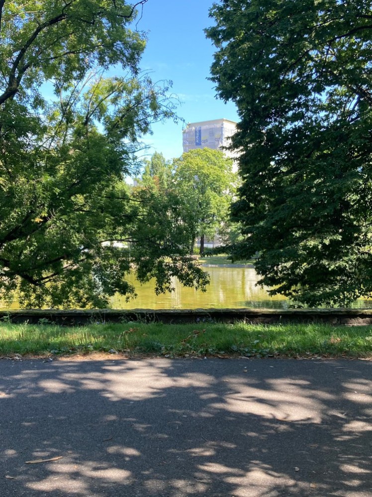 Sitting in the park, a green pond visible between evergreen branches. There's a tower block visible behind the trees.