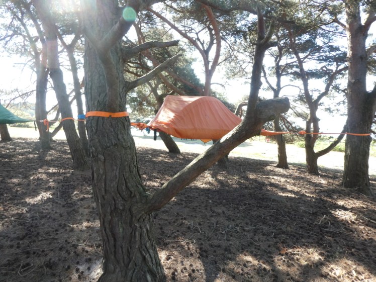 Orange-covered tree tent