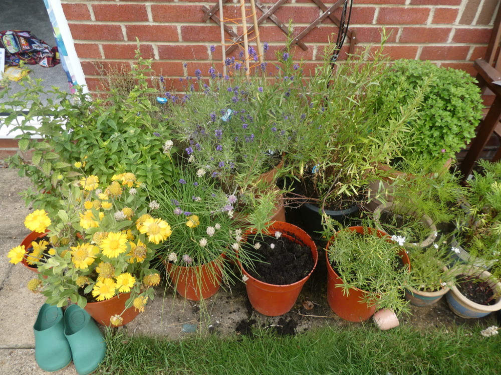 My herb garden: a collection of various pots containing various herbaceous plants. The empty one at the front contained a bolted parsley stalk until half an hour ago.