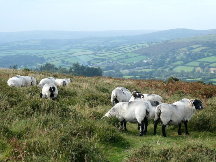 Grazing sheep with Widecombe-in-the-Moor behind them