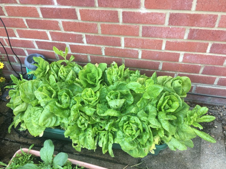 Last year's lettuces