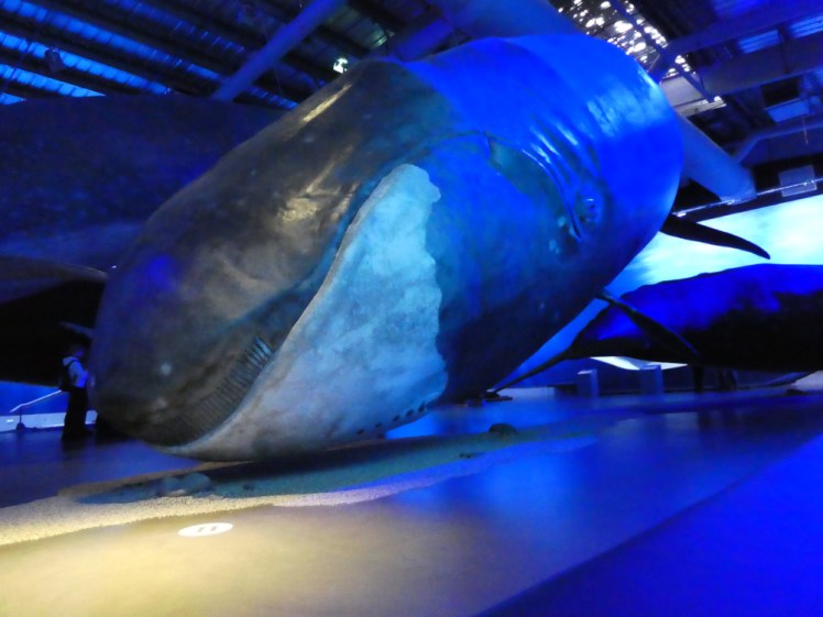 A huge baleen whale of some kind. It has a bulker head end than the blue whale and a great grill of a filter in its mouth instead of teeth.