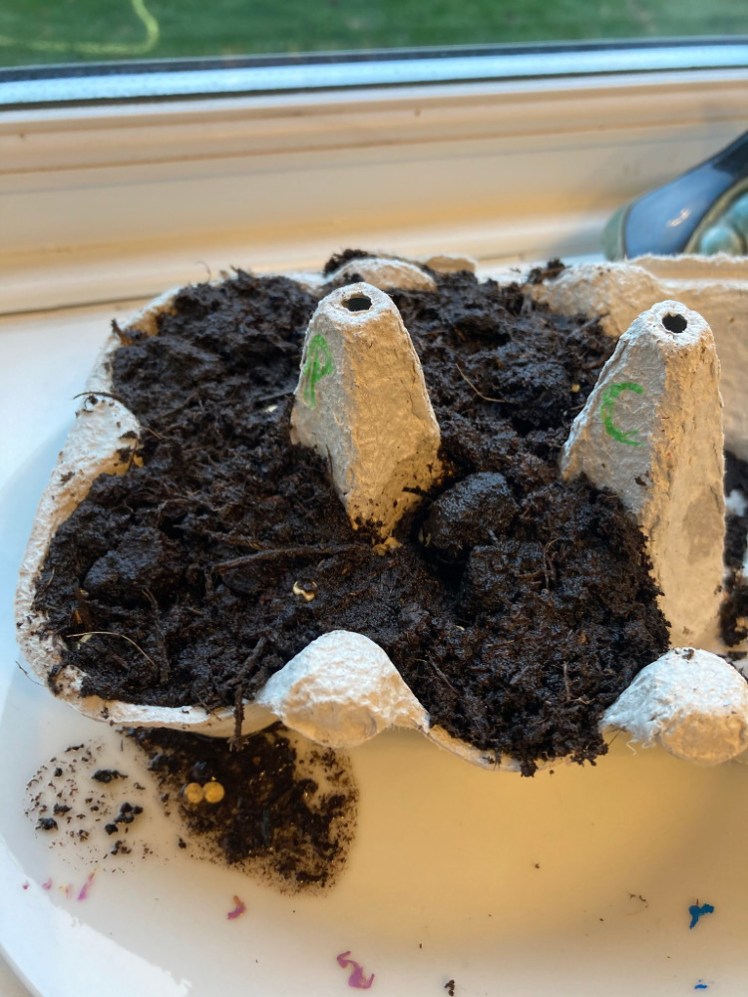 Peppers & chillis planted in an eggbox